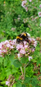 Annelies 04 Wilde Marjolein lekker
